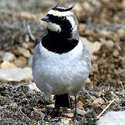 Horned Lark