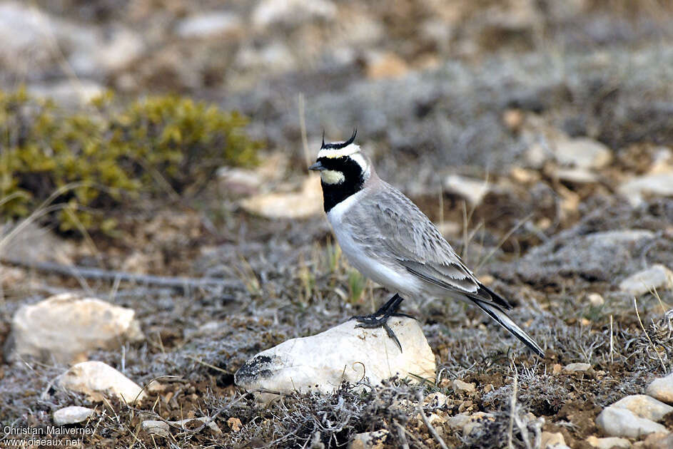 Horned Lark male adult breeding, pigmentation