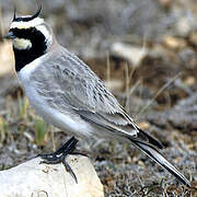 Horned Lark