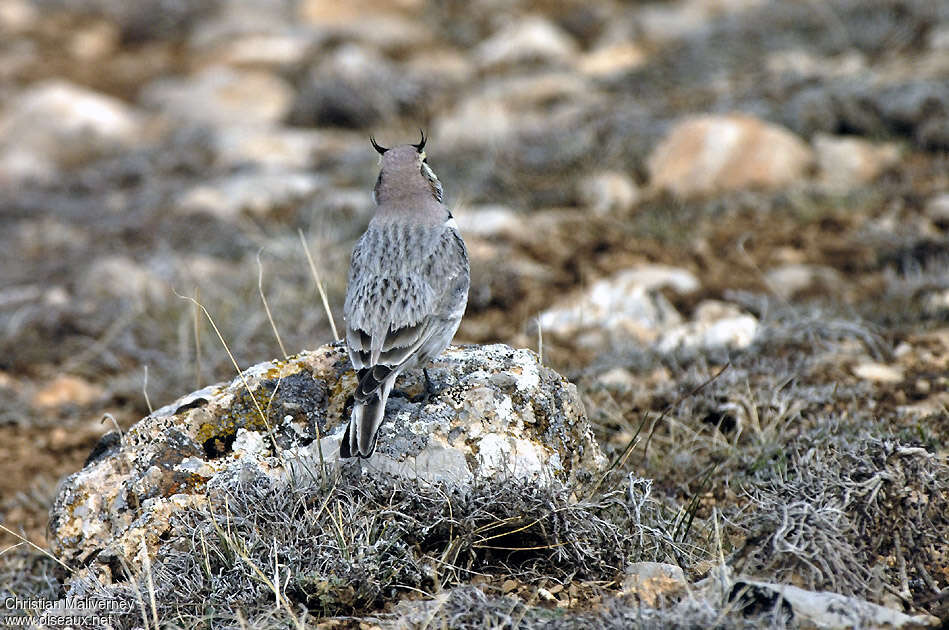 Alouette haussecol mâle adulte, habitat, camouflage, pigmentation