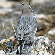 Horned Lark