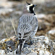 Horned Lark