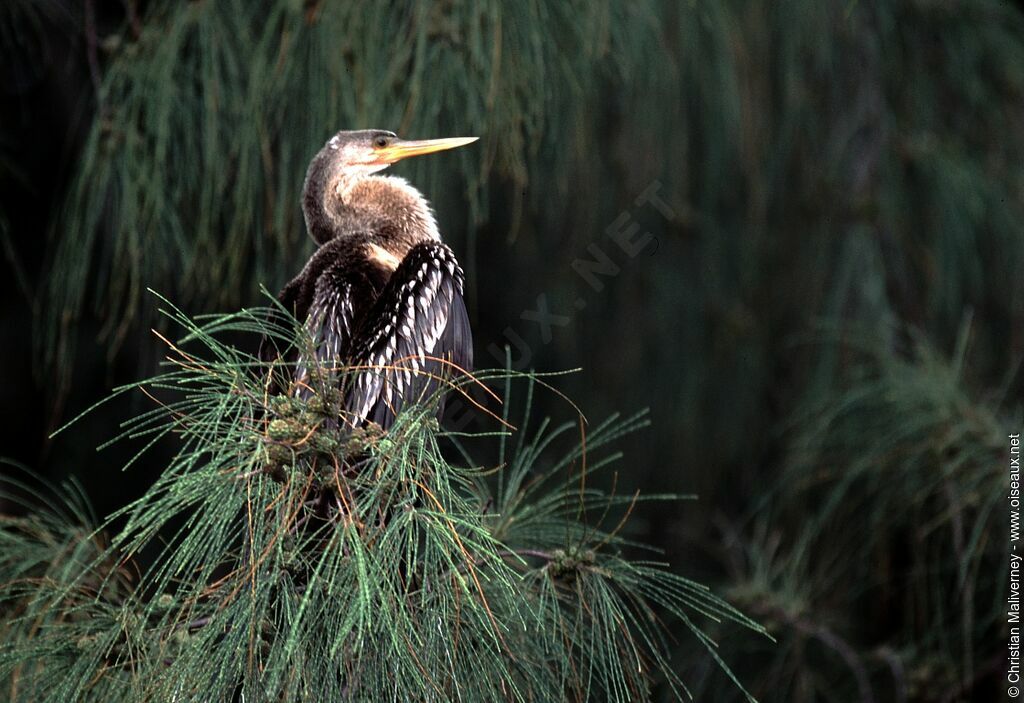 Anhinga female adult breeding