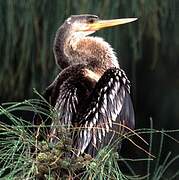 Anhinga d'Amérique