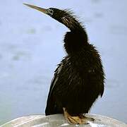 Anhinga