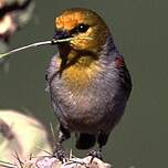 Auripare verdin