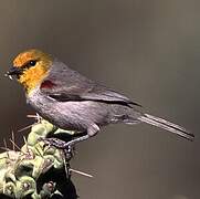 Auripare verdin