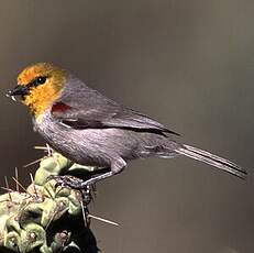 Auripare verdin