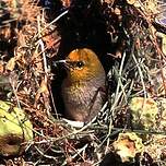 Auripare verdin