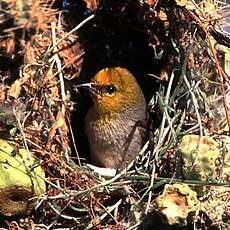 Auripare verdin