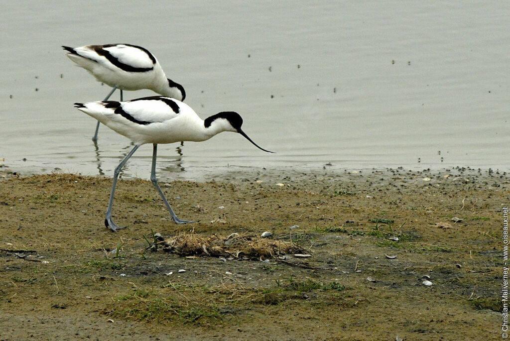 Pied Avocet adult