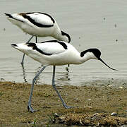 Avocette élégante