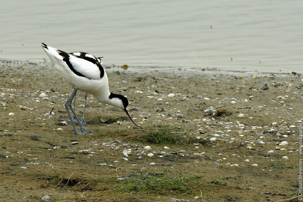 Avocette élégante adulte