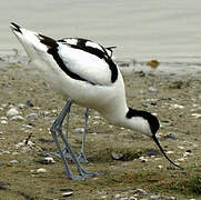 Avocette élégante