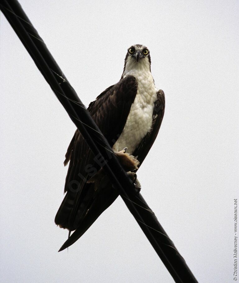 Western Ospreyadult