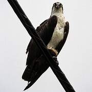 Western Osprey