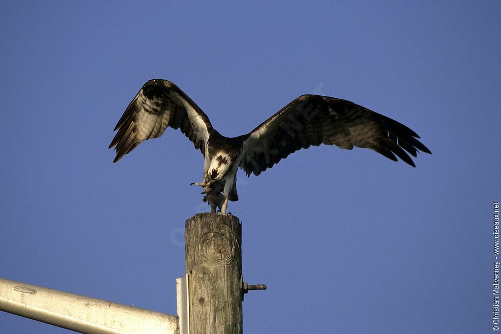 Western Ospreyadult