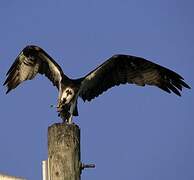 Western Osprey