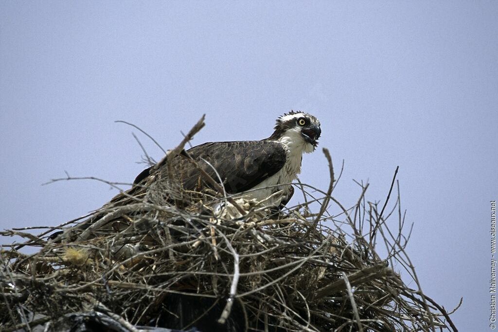 Western Ospreyadult