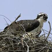 Western Osprey