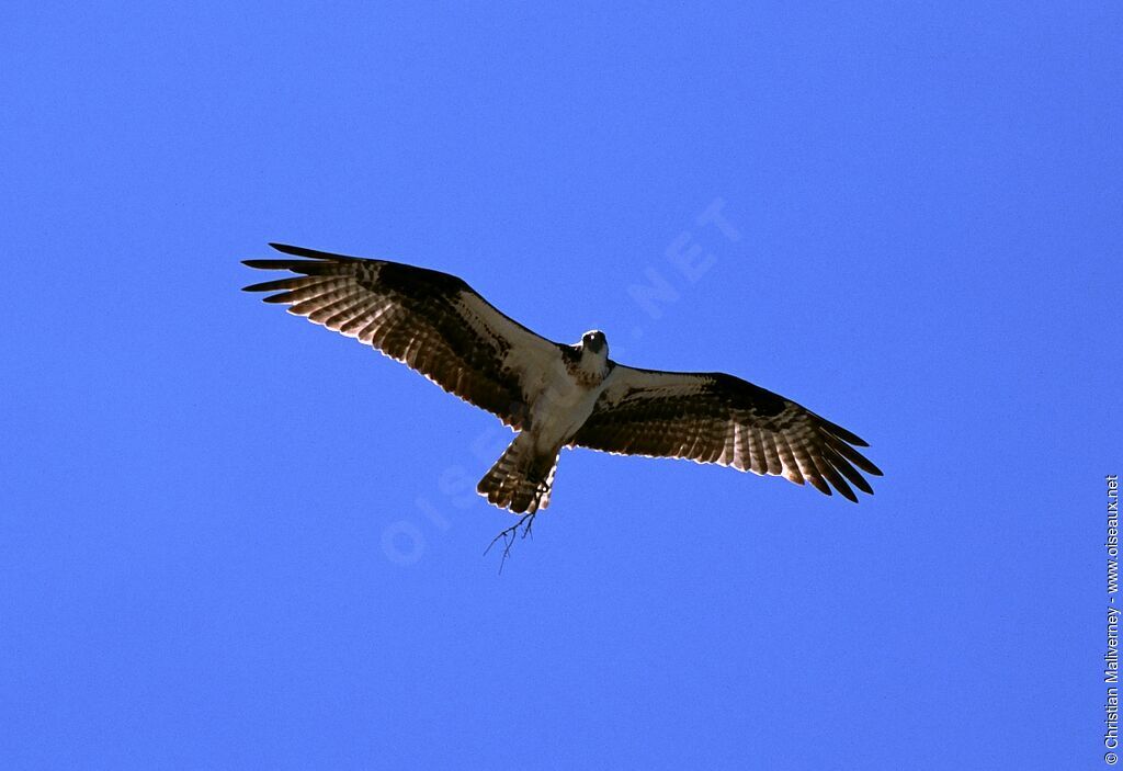 Western Ospreyadult