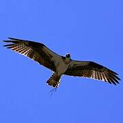 Western Osprey