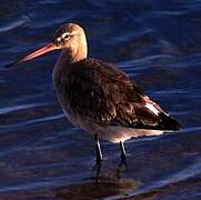 Black-tailed Godwit