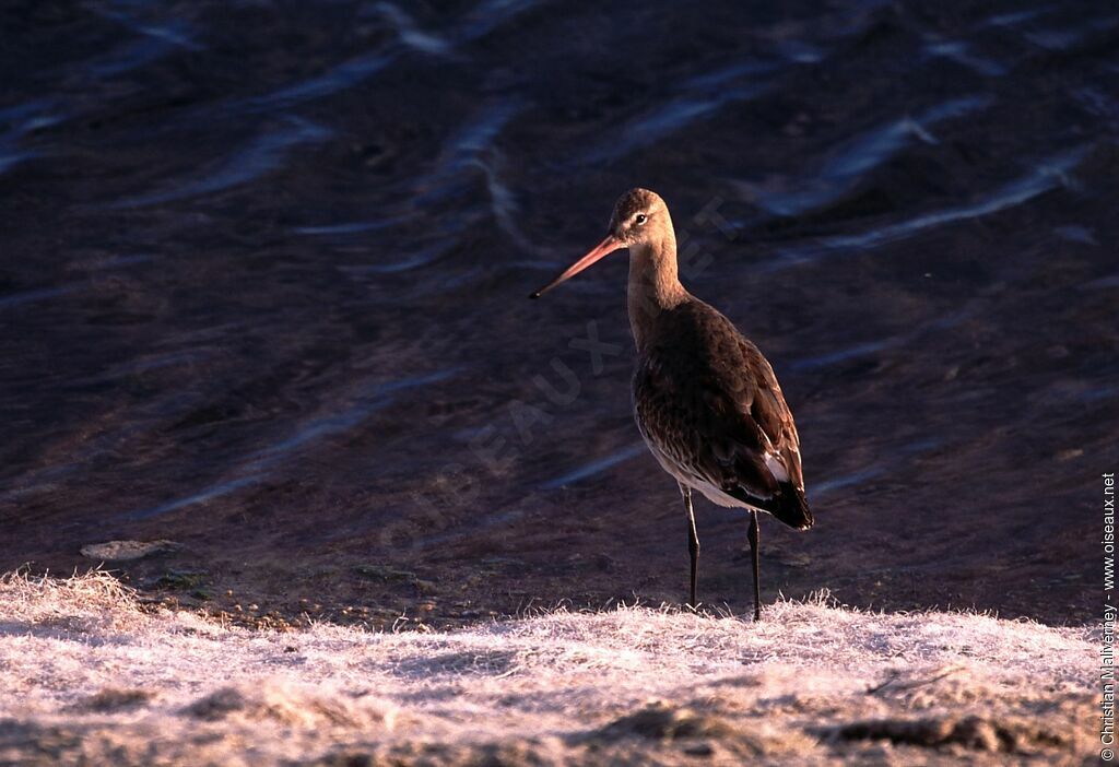 Black-tailed Godwitadult post breeding