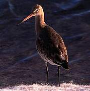 Black-tailed Godwit