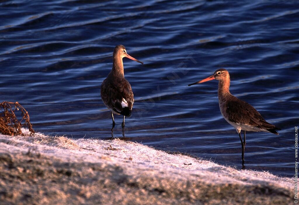 Black-tailed Godwitadult post breeding