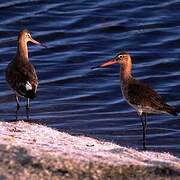 Black-tailed Godwit