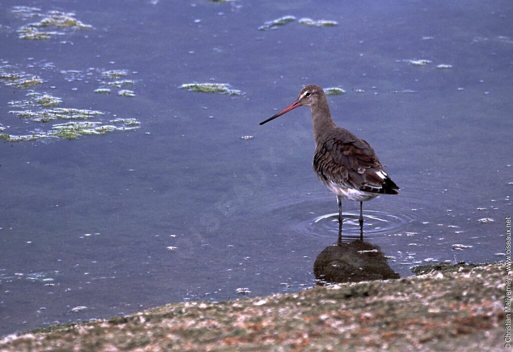 Black-tailed Godwitadult post breeding