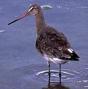 Black-tailed Godwit