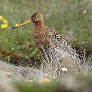 Black-tailed Godwit