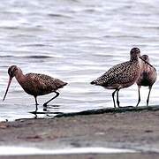 Marbled Godwit