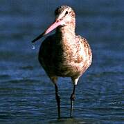 Marbled Godwit