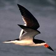 Black Skimmer