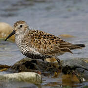 Dunlin