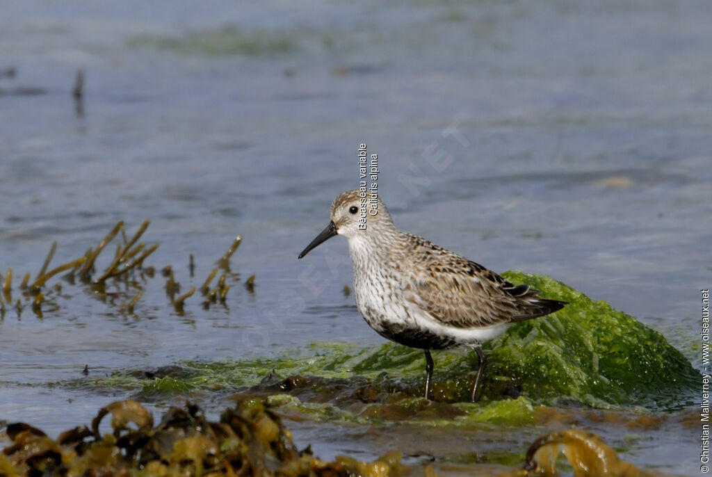 Bécasseau variableadulte nuptial, identification