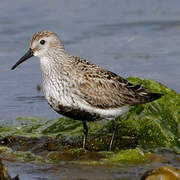 Dunlin