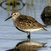 Dunlin