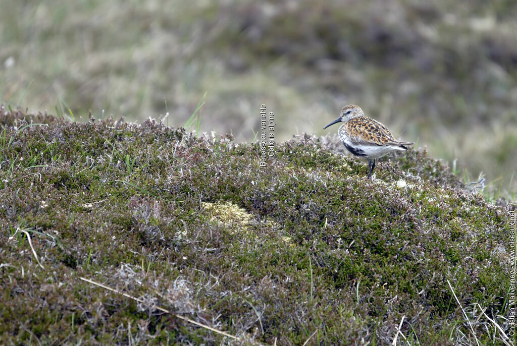 Bécasseau variableadulte nuptial, identification