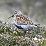 Dunlin