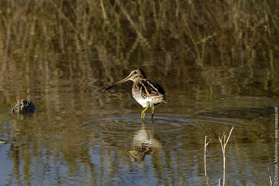 Common Snipeadult