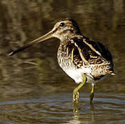 Common Snipe