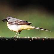 Grey Wagtail