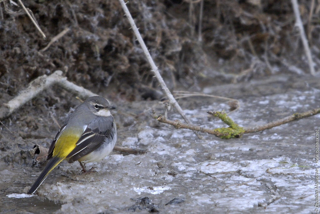 Bergeronnette des ruisseauxadulte, identification