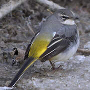 Bergeronnette des ruisseaux