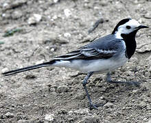 White Wagtail