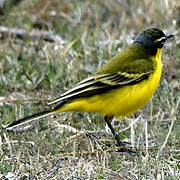 Western Yellow Wagtail